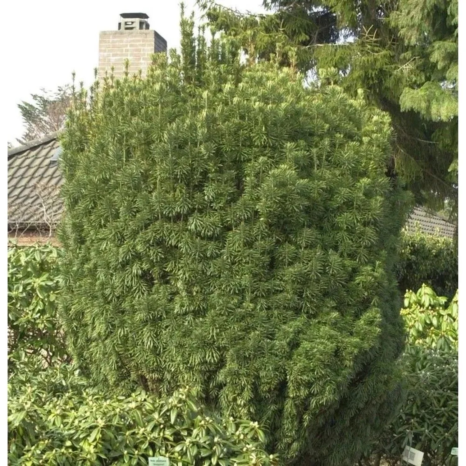Kopfeibe 30-40cm - Cephalotaxus harringtonia Fastigiata