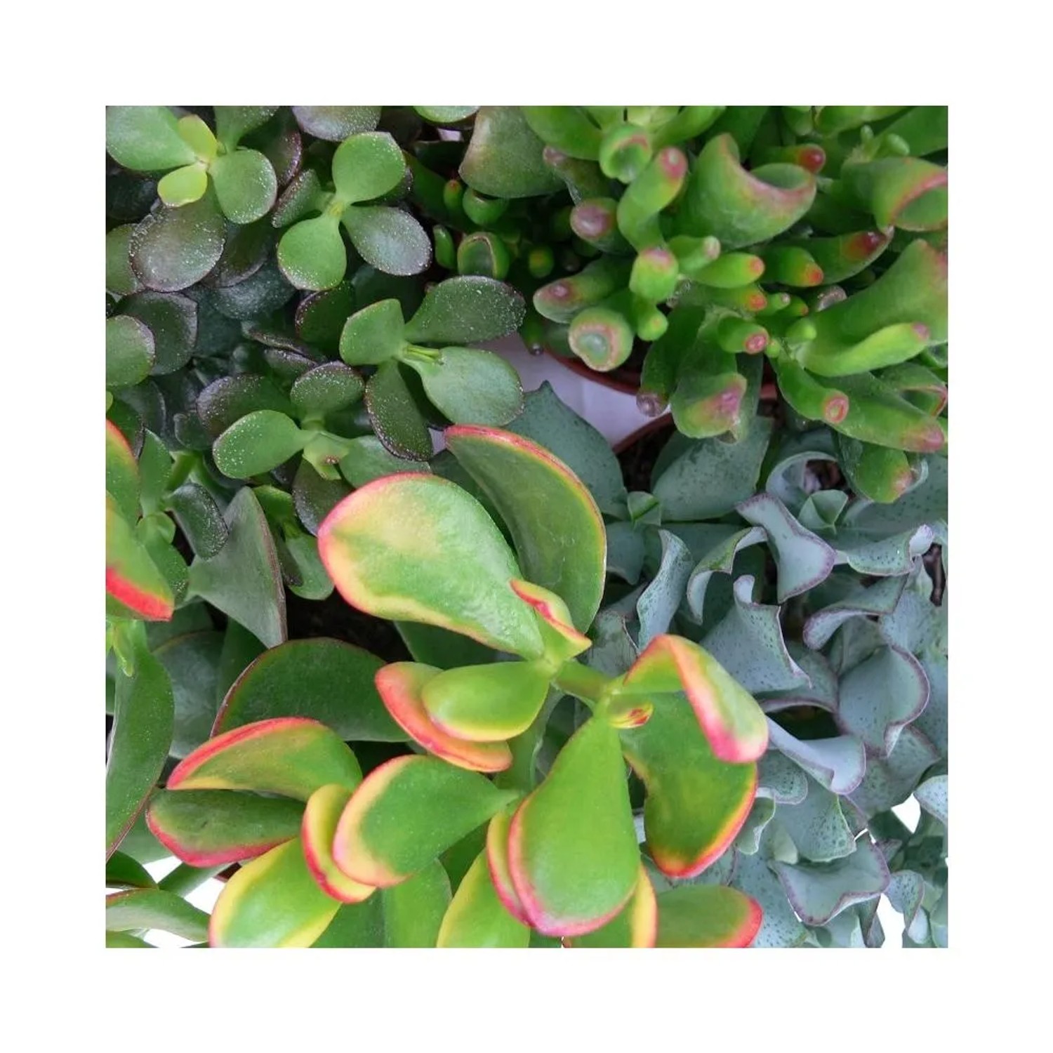 Exotenherz Geldbaum-Set: 3 verschiedene Crassula Sukkulenten im 5,5cm Topf.
