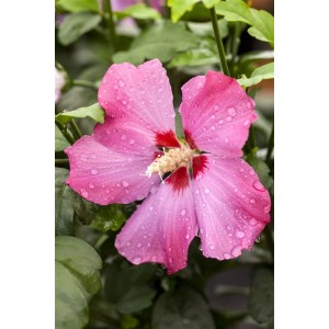 Nahaufnahme einer rosa Hibiscus Syriacus Blüte mit Wassertropfen im Garten.