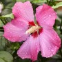 Nahaufnahme einer rosa Hibiscus Syriacus Blüte mit Wassertropfen im Garten.