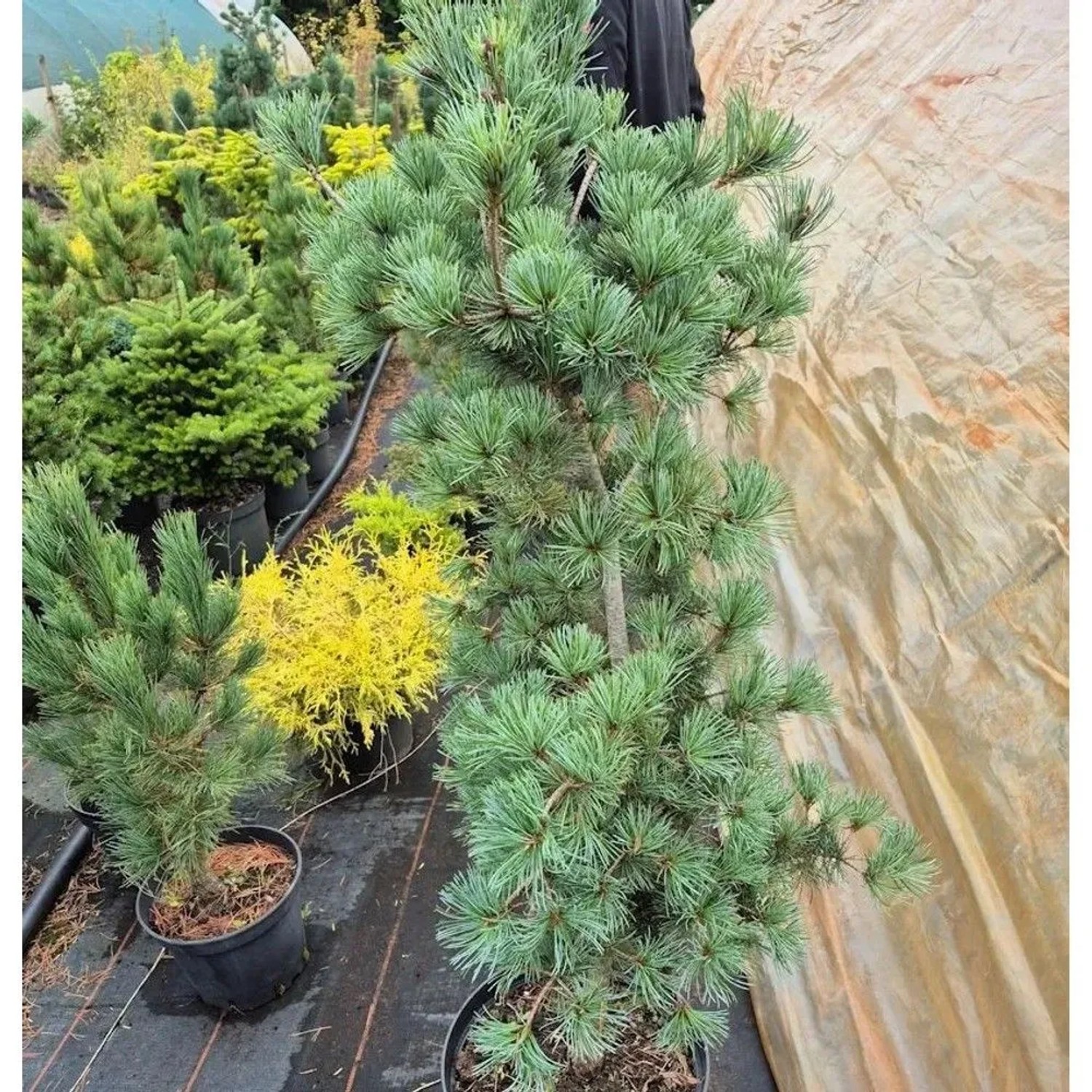 Blaue Edeltanne 30-40cm - Abies procera