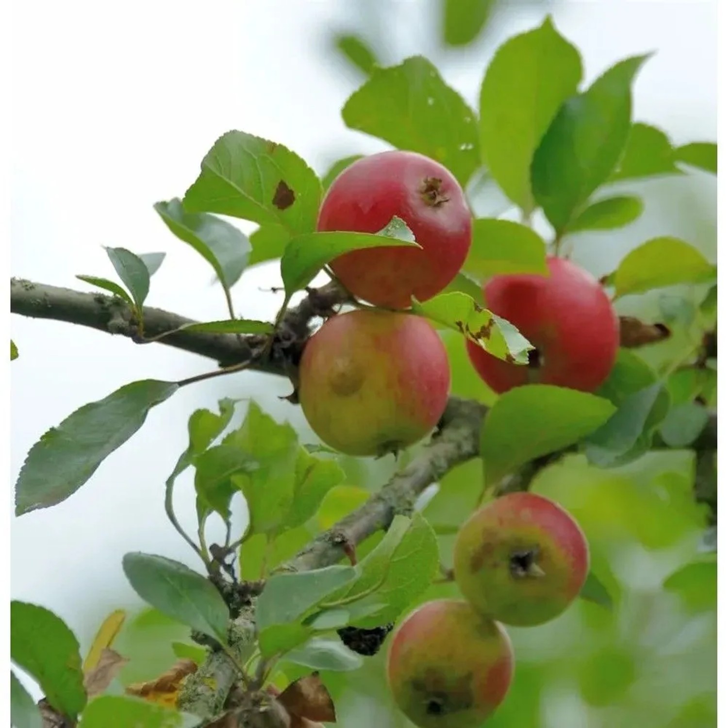 Apfelbaum Holländer Prinz 60-80cm - knackig und süß