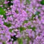 Chinesische Wiesenraute 'Hewitt Double' (Thalictrum delavayi) mit zarten, lilafarbenen Blüten.
