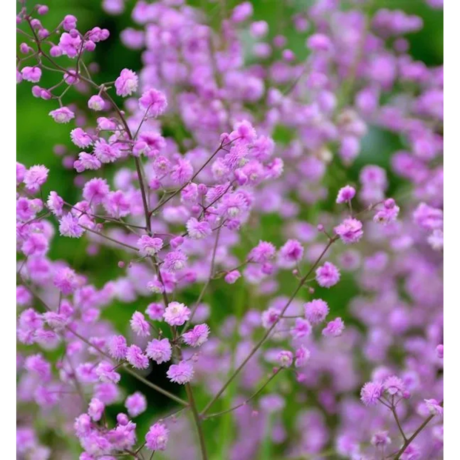 Chinesische Wiesenraute Hewitt Double - Thalictrum delavayi