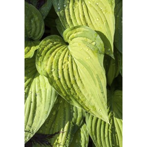 Nahaufnahme der grünen, herzförmigen Blätter der Hosta Ventricosa Herzblattlilie mit Wassertropfen.