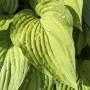 Nahaufnahme der grünen, herzförmigen Blätter der Hosta Ventricosa Herzblattlilie mit Wassertropfen.