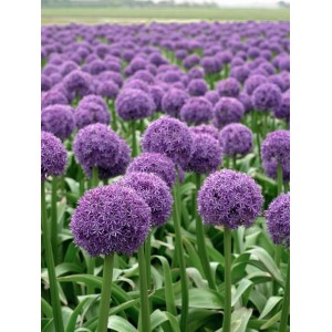 Feld mit violetten Allium Globemaster Zierlauch Blüten im 11x11 cm Topf.