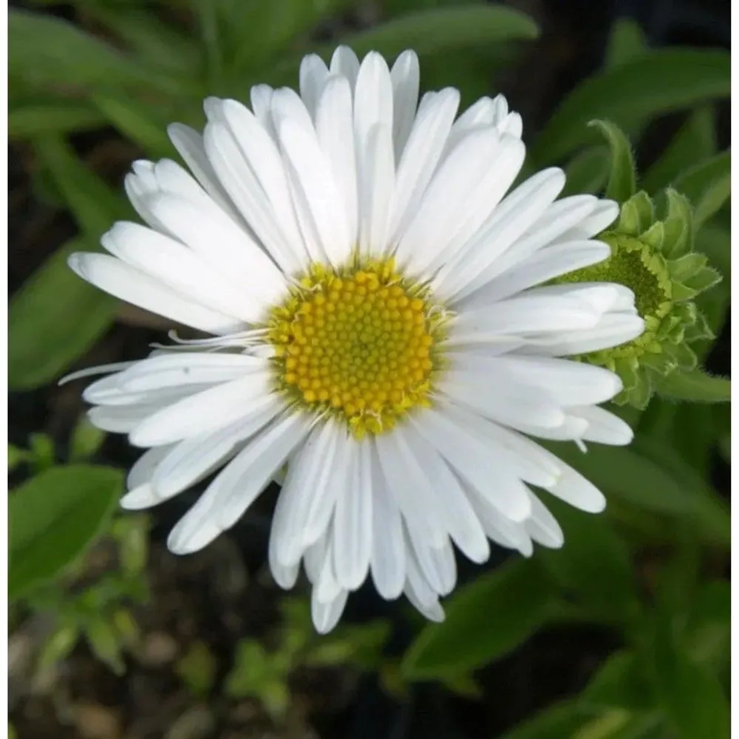 Alpenaster Albus - Aster alpinus