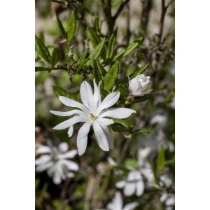 Nahaufnahme einer blühenden, weißen Sternmagnolie (Magnolia Stellata) im Garten.