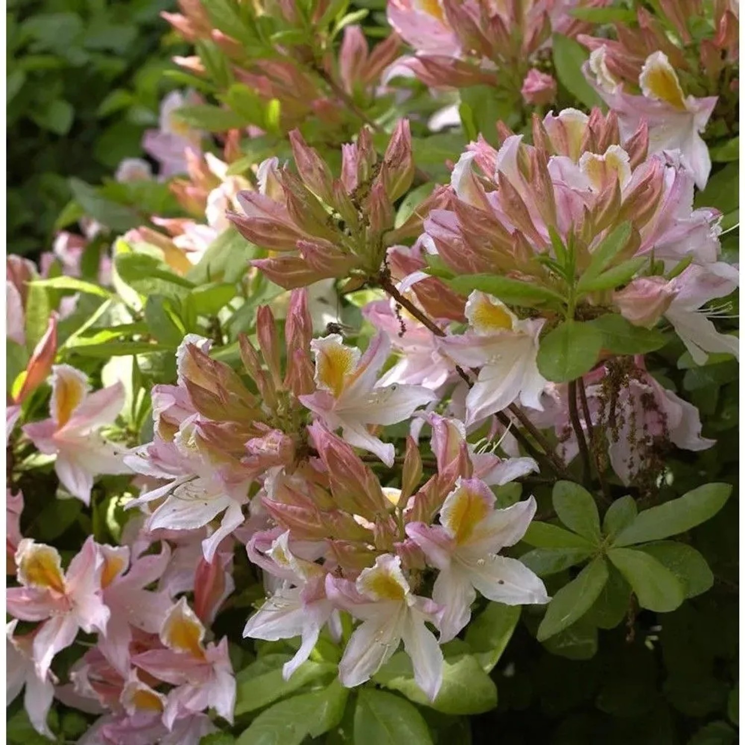 Azalee Irene Koster 40-50cm - Rhododendron,uteum - Alpenrose