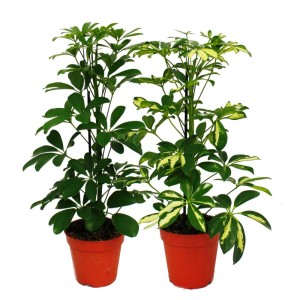 Zwei Exotenherz Strahlenaralien (Schefflera) mit weißgrünen Blättern in 12cm Töpfen.