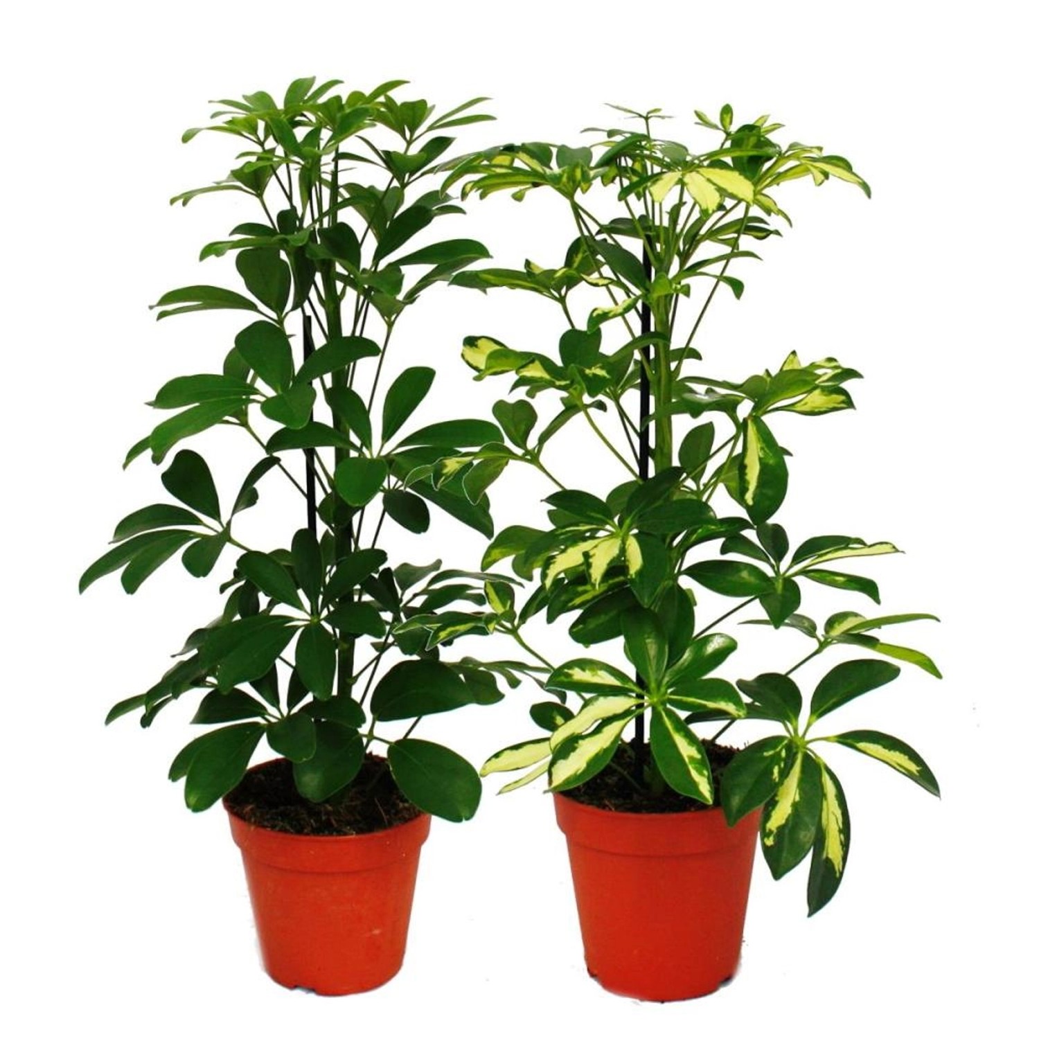 Exotenherz Strahlenaralie Duo Schefflera Weissgrünlaubig 12cm Topf 2 Pflanz günstig online kaufen