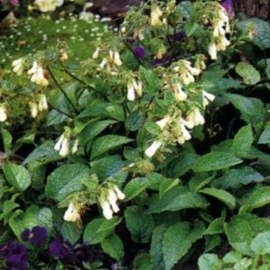 6 x Kaukasus-Beinwell Symphytum grandiflorum Topf 9cm Cremeweiße Blüten