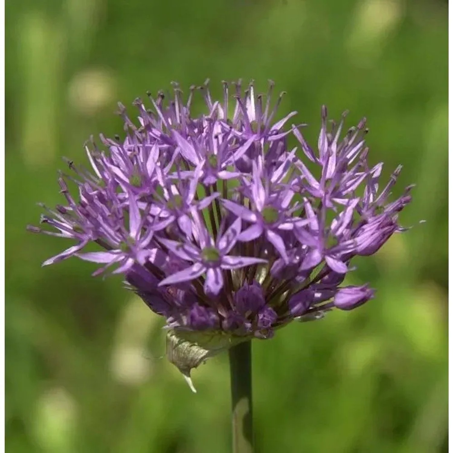 Granat Kugellauch - Allium atropurpureum