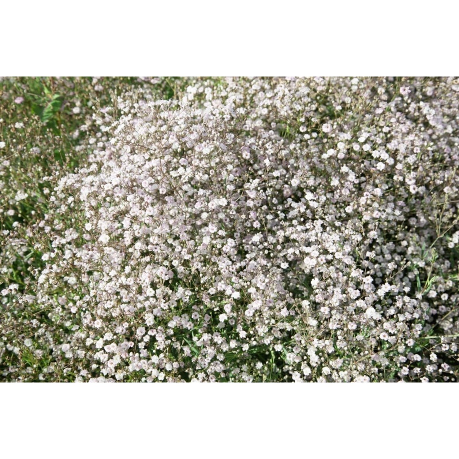 Gypsophila Paniculata Schneeflocke Schleierkraut Ca. 9x9 cm Topf günstig online kaufen