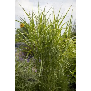 Zebragras (Miscanthus Zebrinus) im Topf mit markanten, horizontalen Streifen.