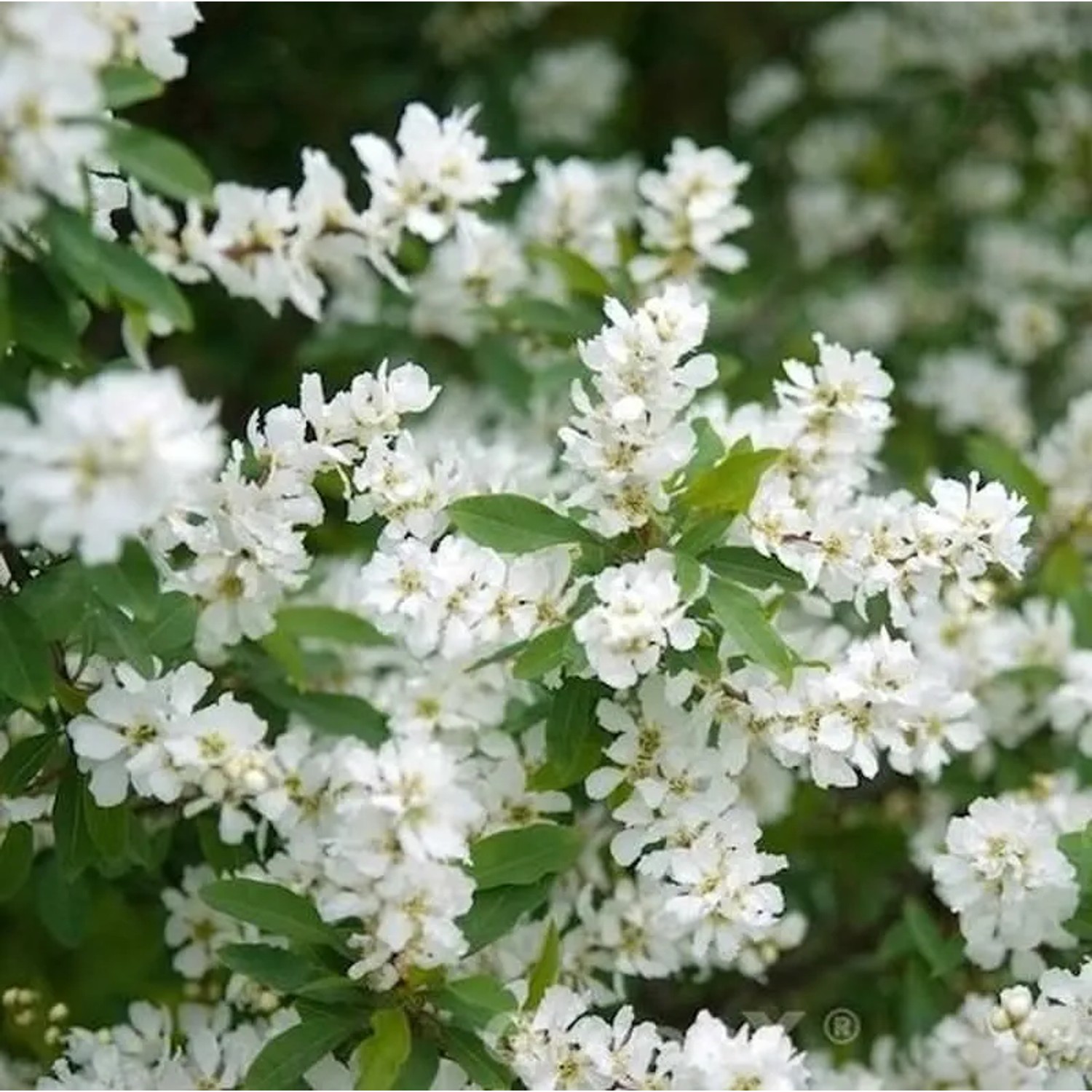 Radspiere Magical Spring Time 80-100cm - Exochorda racemosa