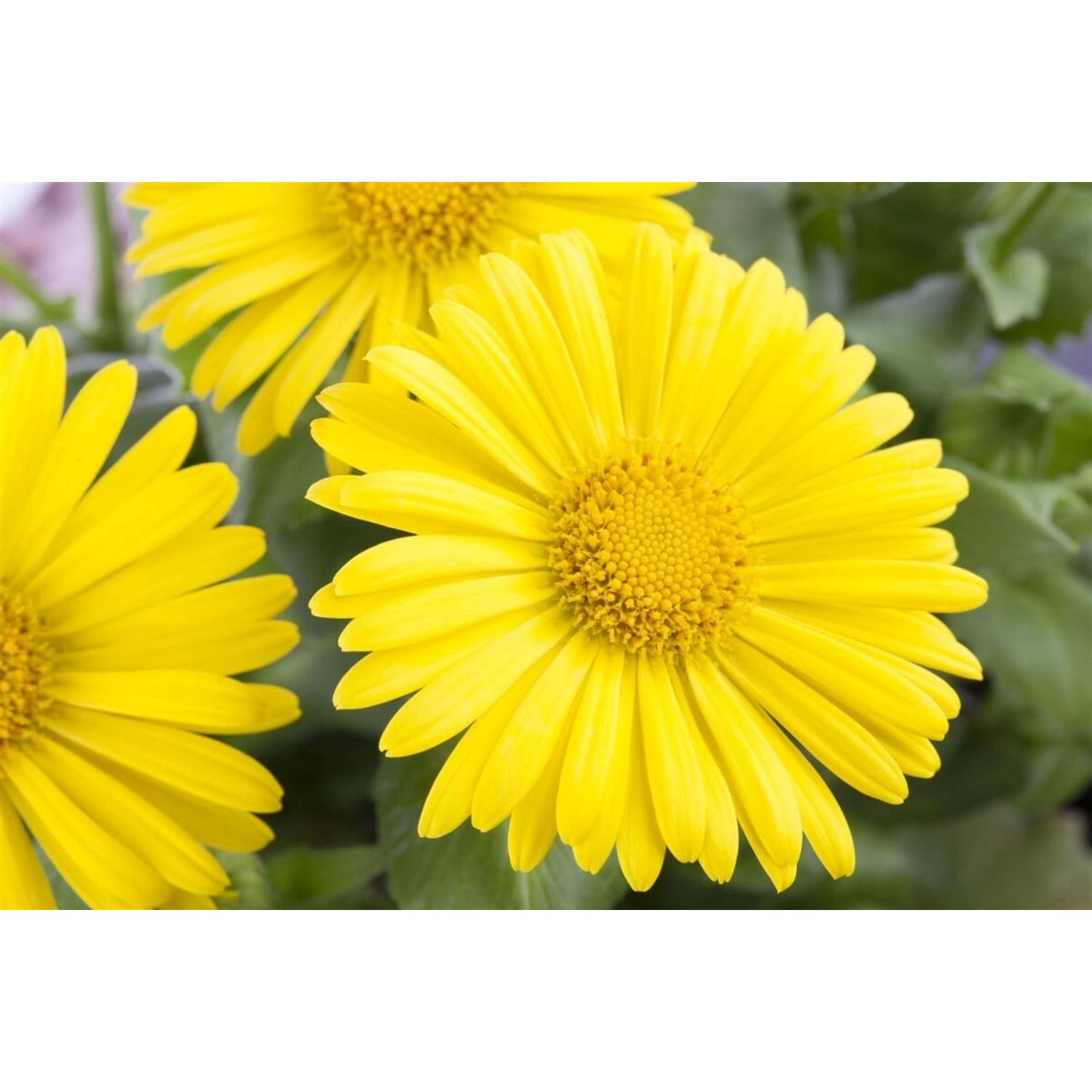 Doronicum Orientale Leonardo Compact Gemswurz Ca. 9x9 cm Topf günstig online kaufen