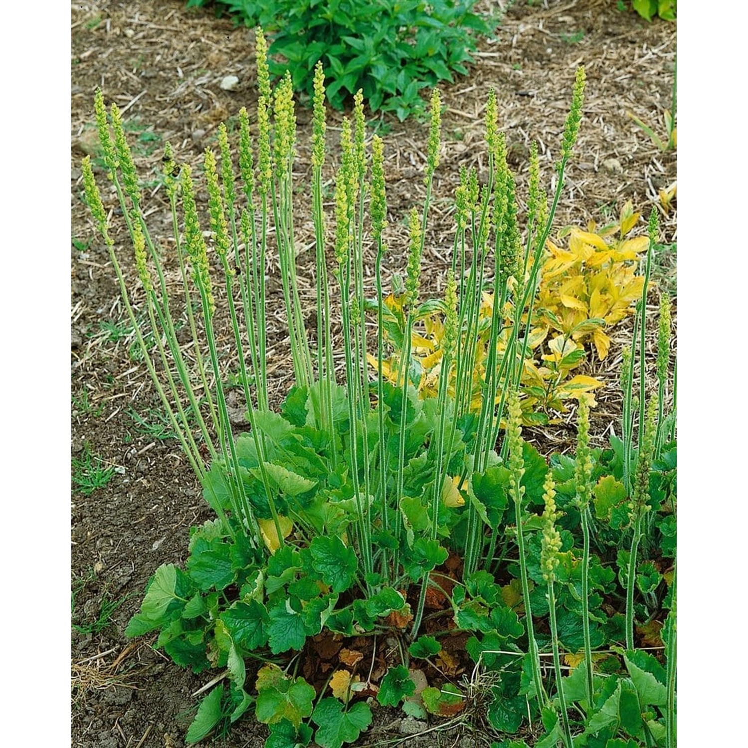 Heuchera Cylindrica Greenfinch Silberglöckchen Ca. 9x9 cm Topf günstig online kaufen