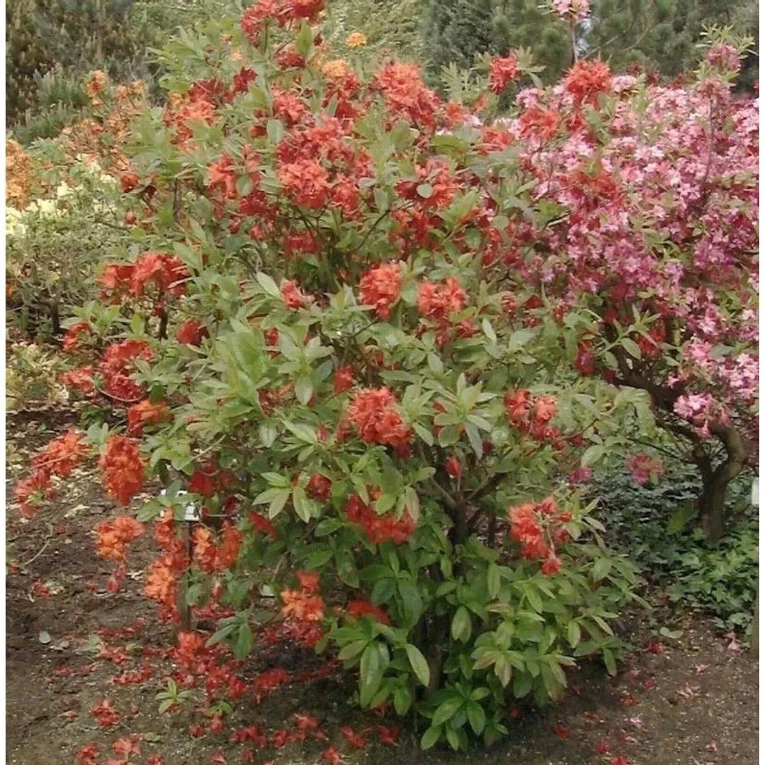 Azalee Barselick 40-50cm - Rhododendron,uteum - Alpenrose