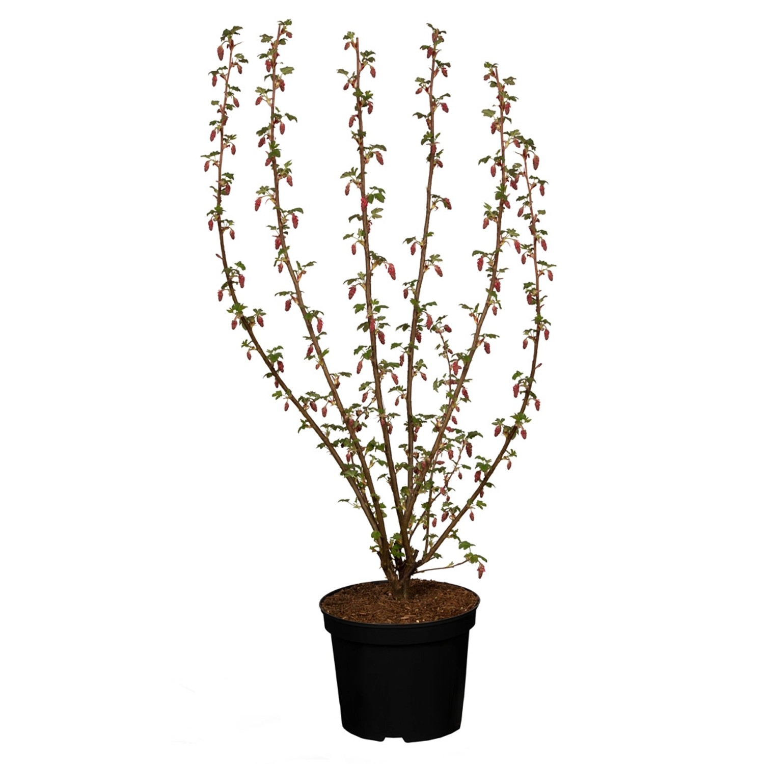 GROW by OBI Zierjohannisbeere King Edward Rot Höhe ca. 60 - 80 cm Topf ca. günstig online kaufen