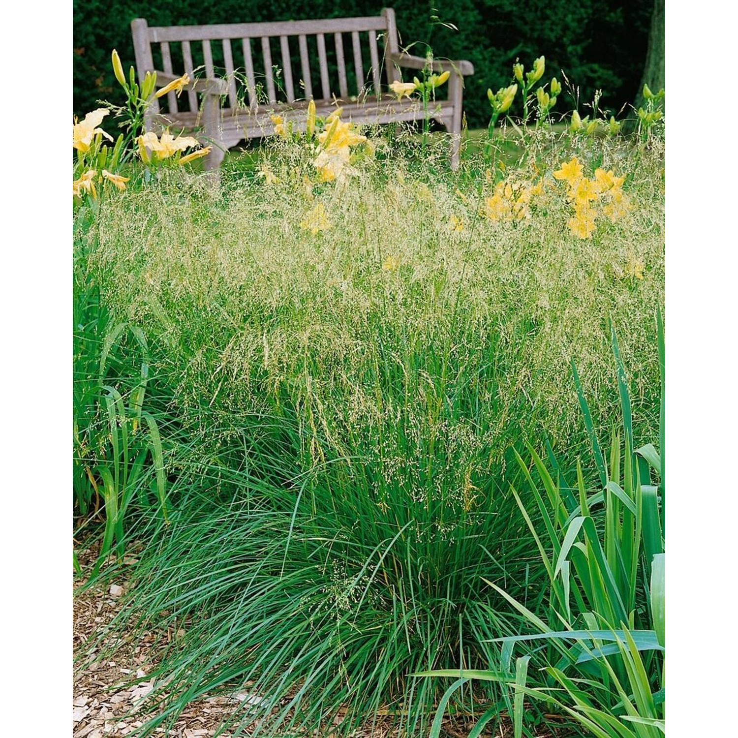 Deschampsia Cespitosa Bronzeschleier Schmiele Bronzefarben Ca. 9x9 cm Topf günstig online kaufen