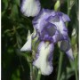 Nahaufnahme einer blau-weißen, mittelhohen Schwertlilie (Iris barbata) im Garten.