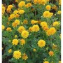 Gelbes Sonnenauge Asahi, eine blühende Staude für sonnige Standorte im Garten.