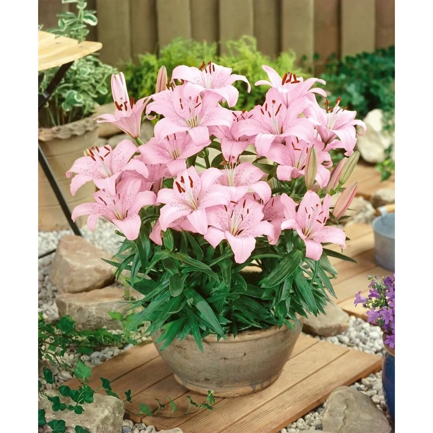 Lilium Farolito Lilie 2-3 Liter Container