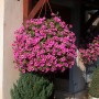 Üppiger Petunien Busch Pink im Topf, hängend. Rosa Blütenpracht für Balkon und Garten.