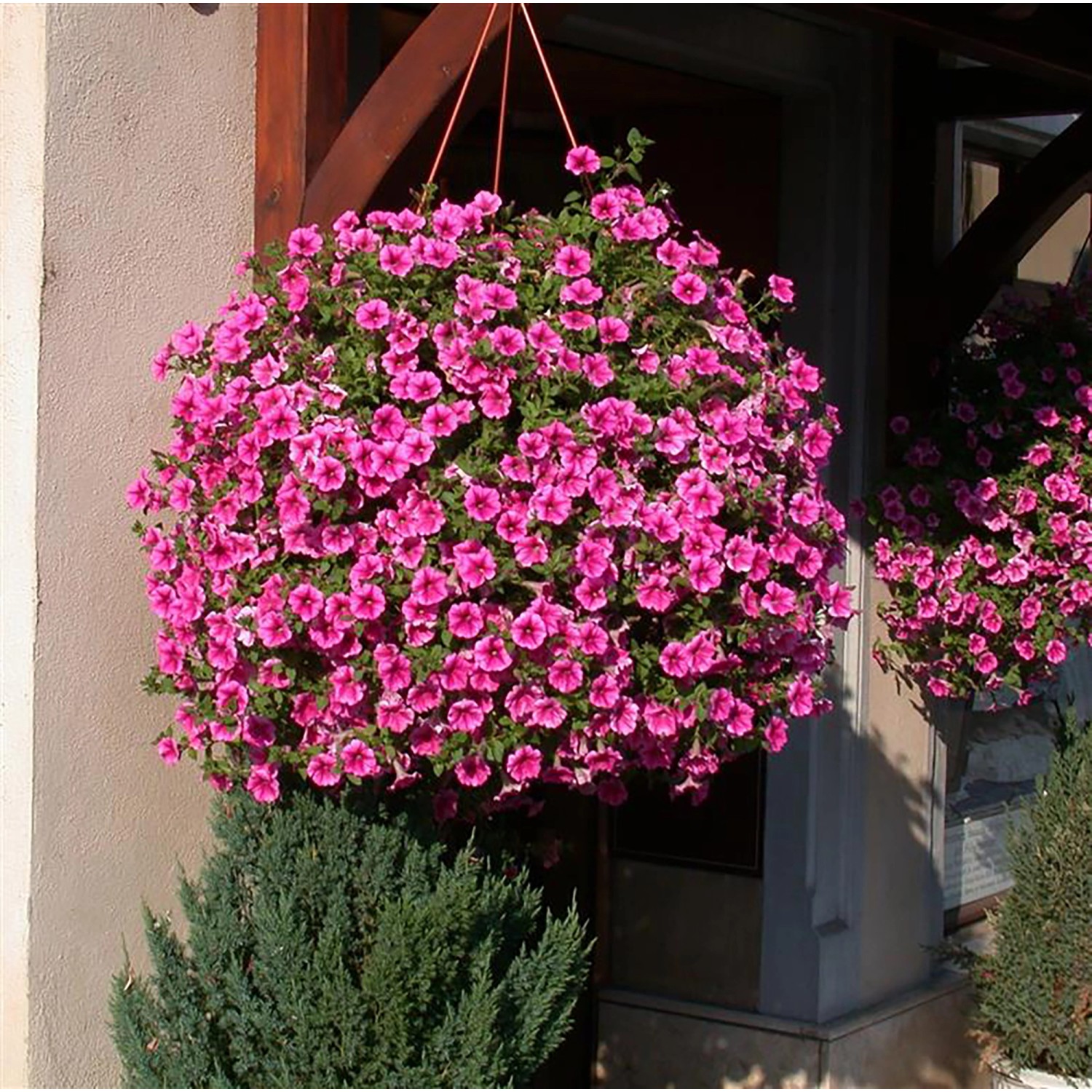 Üppiger Petunien Busch Pink im Topf, hängend. Rosa Blütenpracht für Balkon und Garten.