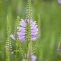 Rosa Virginische Gelenkblume (Physostegia Virginiana Rosea) im 9x9 cm Topf.