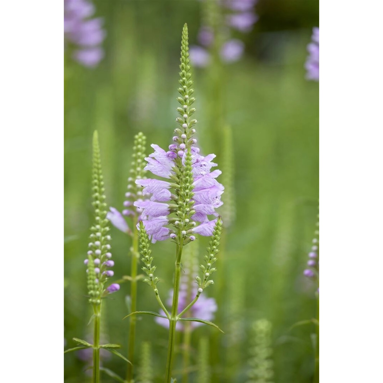 Physostegia Virginiana Rosea Virginische Gelenkblume Gen. Ca. 9x9 cm Topf günstig online kaufen