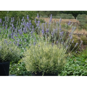 Blühender Echter Lavendel im Topf (ca. 12 cm Ø) mit violetten Blüten.