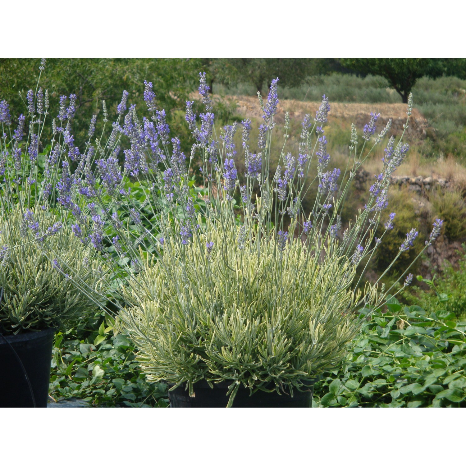 Blühender Echter Lavendel im Topf (ca. 12 cm Ø) mit violetten Blüten.