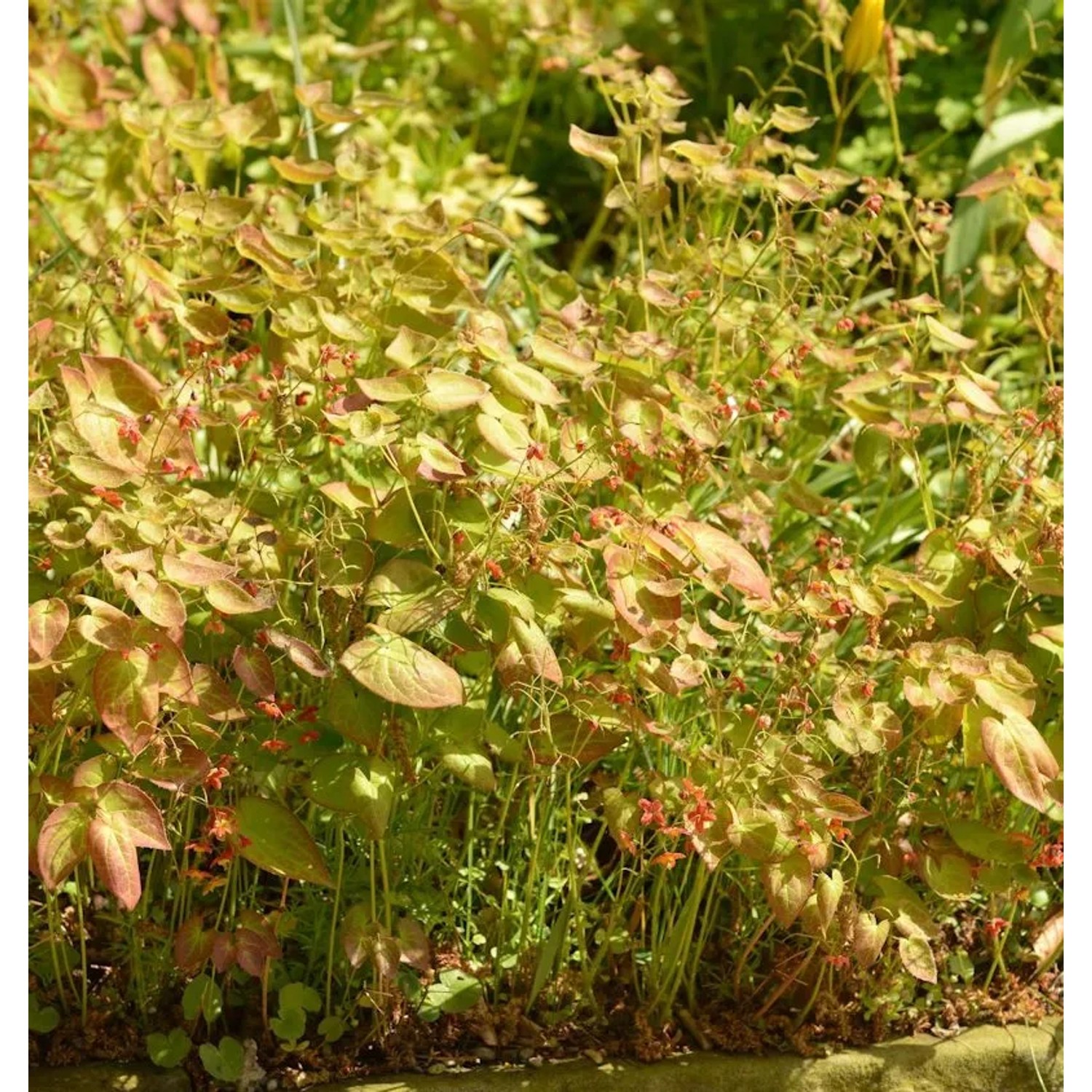 Elfenblume Cupreum - Epimedium versicolor