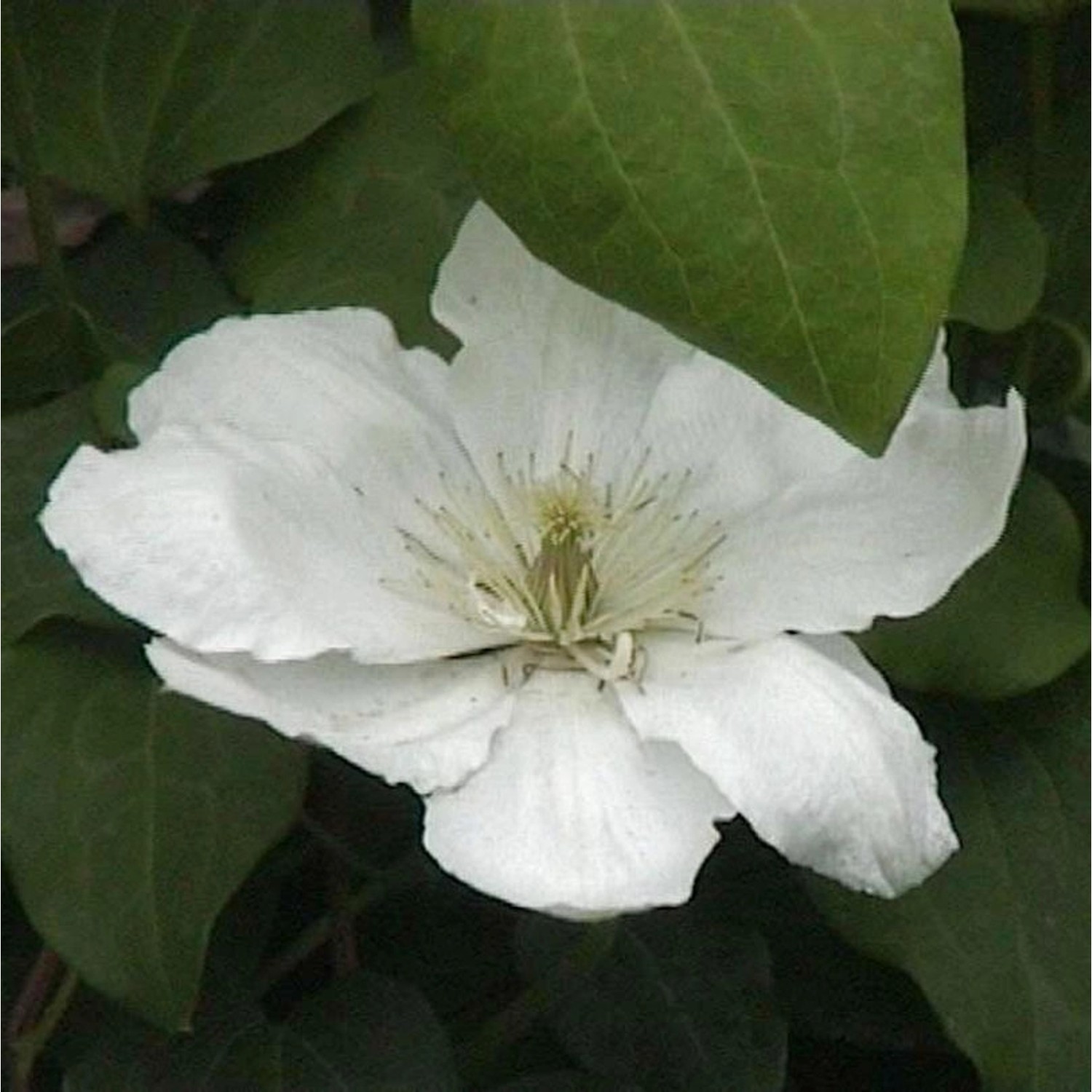 Waldrebe Guernsey Cream 40-60cm - Clematis günstig online kaufen