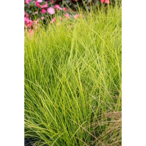 Grüne Carex Brunnea Camara Japan-Segge im 2L Container, Ziergras für Beet und Kübel.