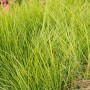 Grüne Carex Brunnea Camara Japan-Segge im 2L Container, Ziergras für Beet und Kübel.