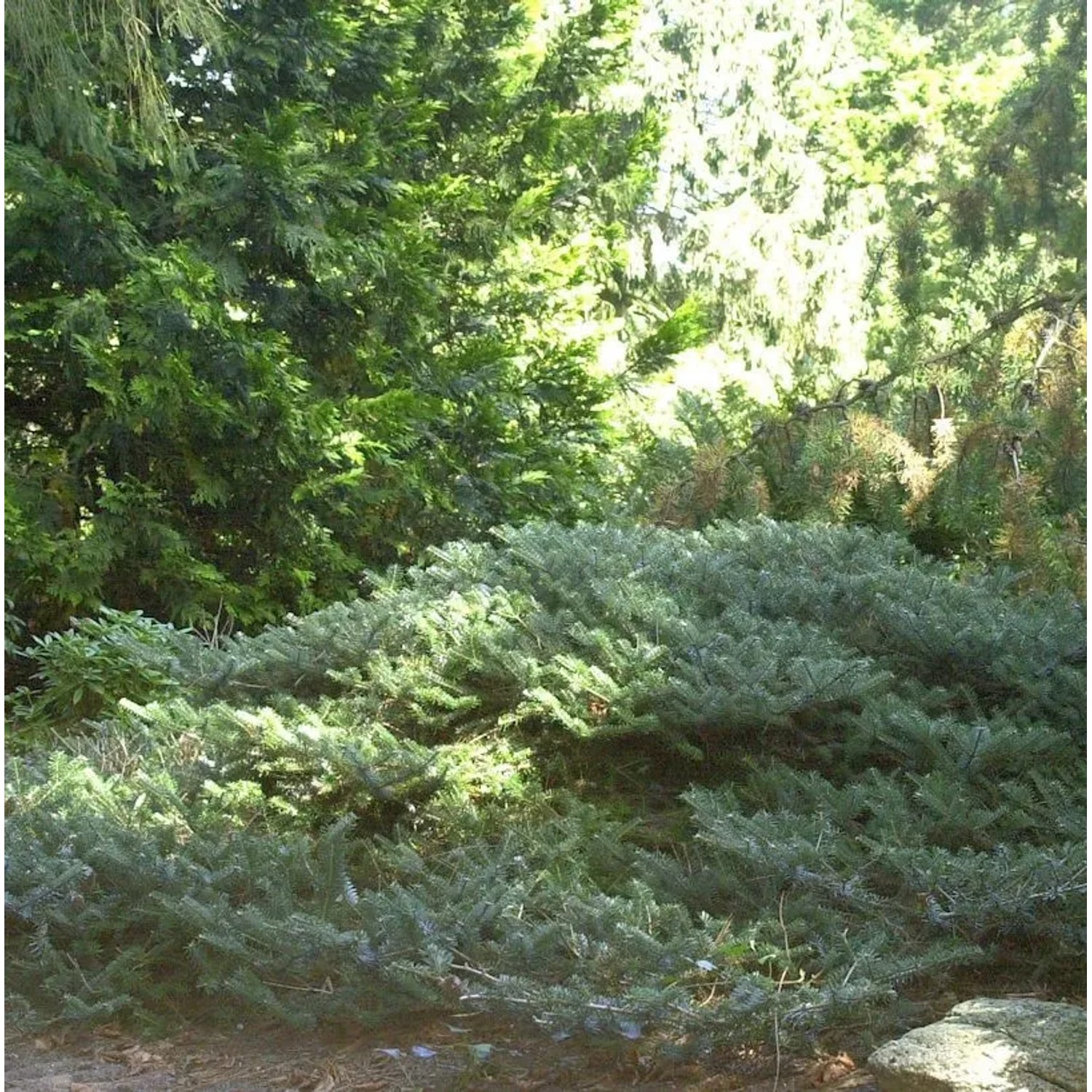 Zwerg Koreatanne Compacta 15-20cm - Abies koreana Compacta