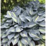 Funkie Grand Marquee - Hosta cultorum_2