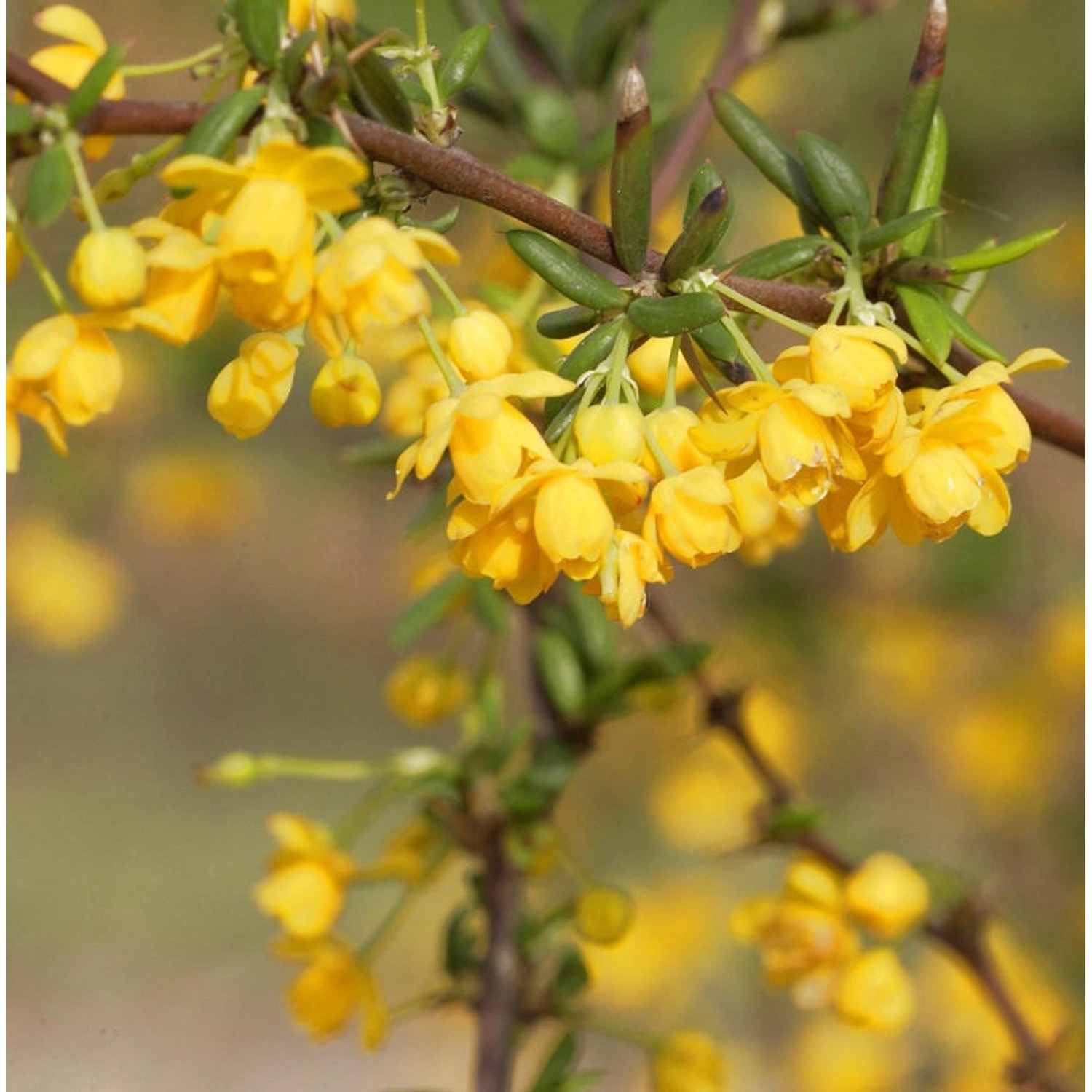 Schmalblättrige Berberitze 40-60cm - Berberis stenophylla günstig online kaufen