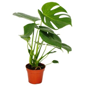 Exotisches Fensterblatt (Monstera Deliciosa) im 12cm Topf, ca. 30-35cm hoch.