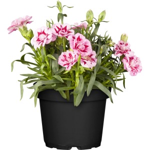 OBI Garten-Nelke Oskar im Topf, rosa-weiß gestreifte Blüten und grüne Blätter.
