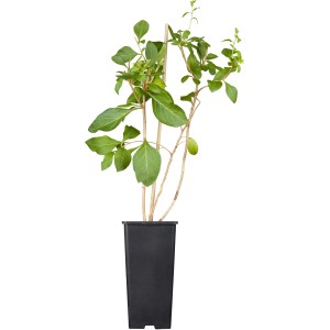 Goji-Beere (Lycium barbarum) im Topf, ca. 20-30 cm hoch, grüne Blätter.