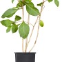 Goji-Beere (Lycium barbarum) im Topf, ca. 20-30 cm hoch, grüne Blätter.