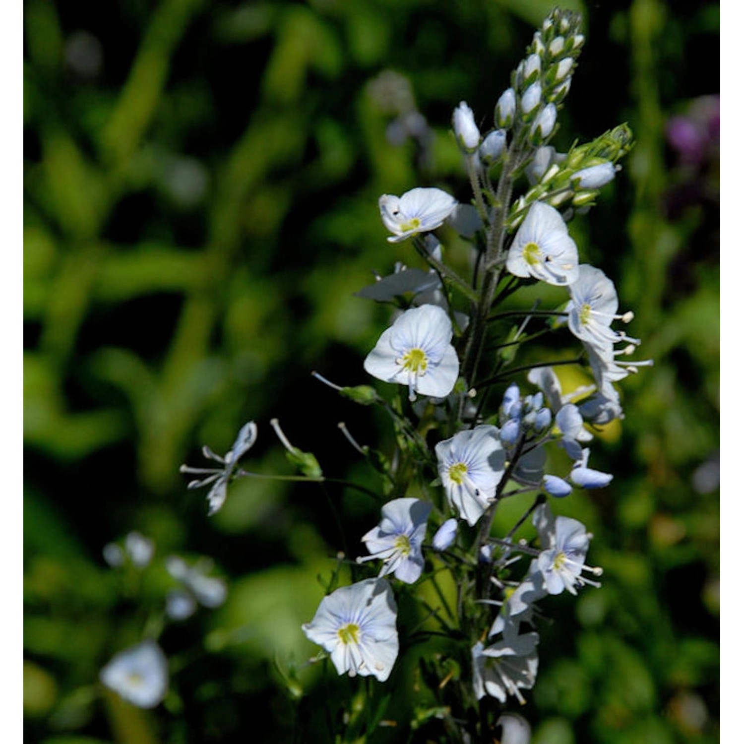 Enzianblättrige Veronica Robusta - Veronica gentianoides günstig online kaufen