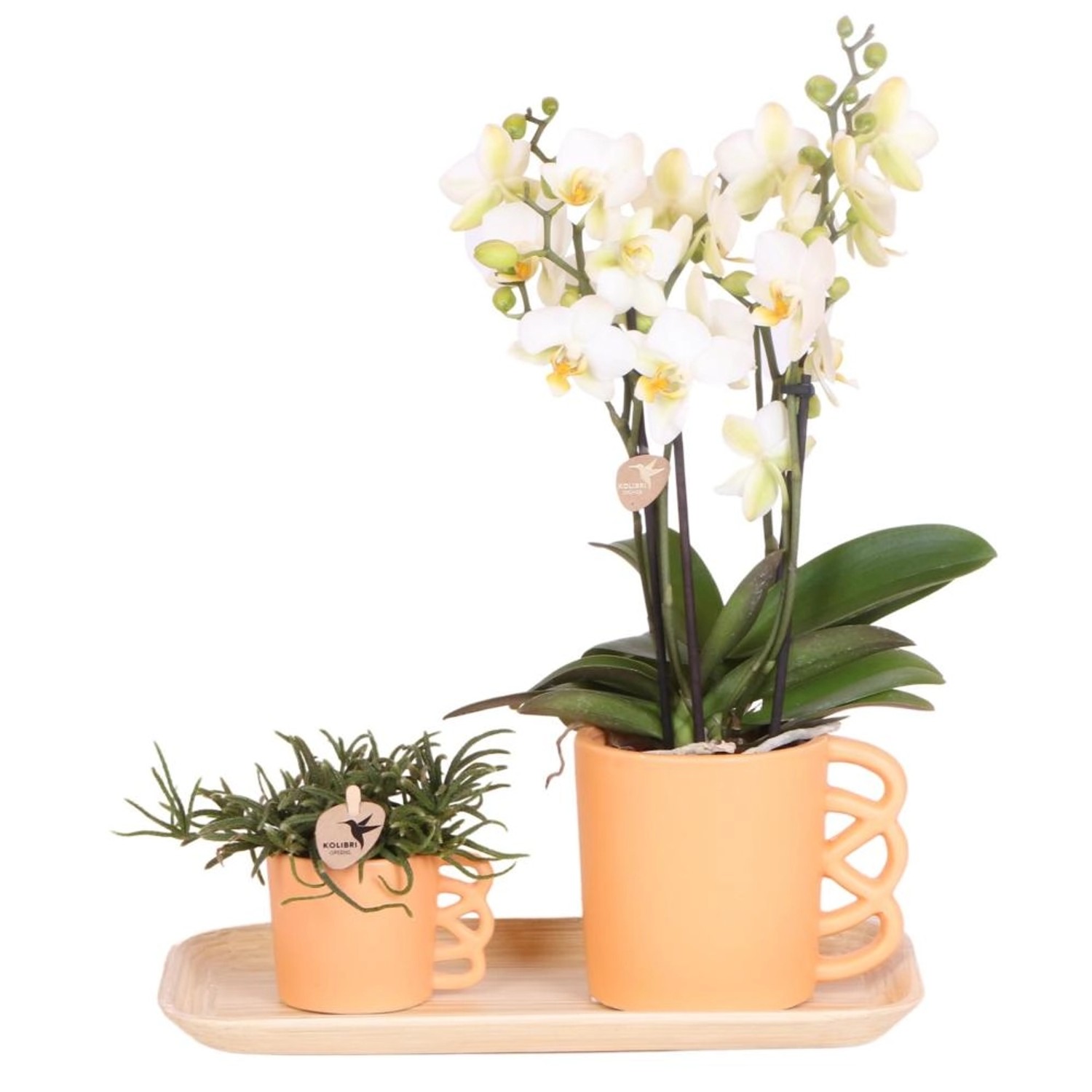 Kolibri Set aus Weißer Orchidee & Rhipsalis auf Bambustablett günstig online kaufen