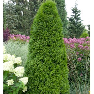 Smaragd Lebensbaum (Thuja occidentalis) 60-80cm im Garten, grüne Heckenpflanze.