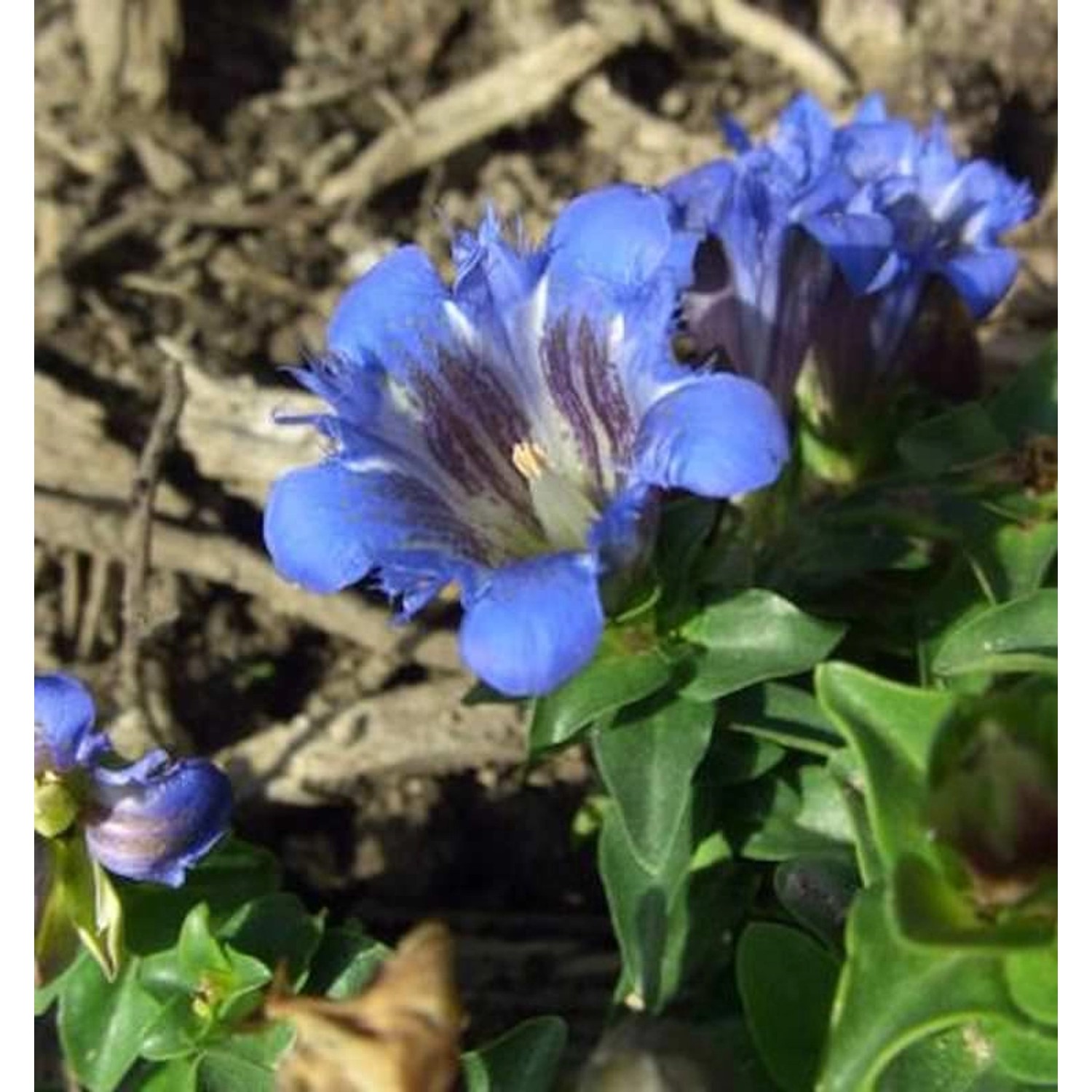 Sommerenzian Select - Gentiana septemfida günstig online kaufen